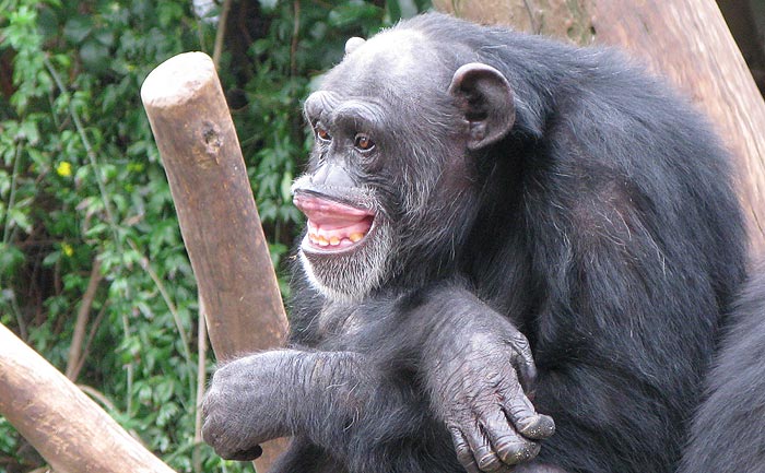 Chimpans